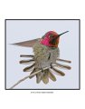 4426 annas hummingbird 